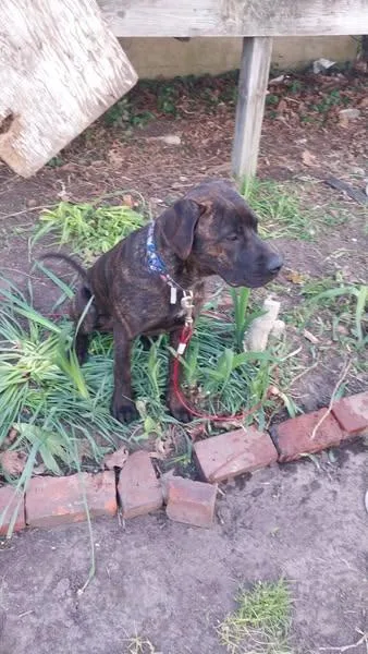 A young large-sized male Brindle Presa Canario dog named Tyson for adoption in Lexington, MO
