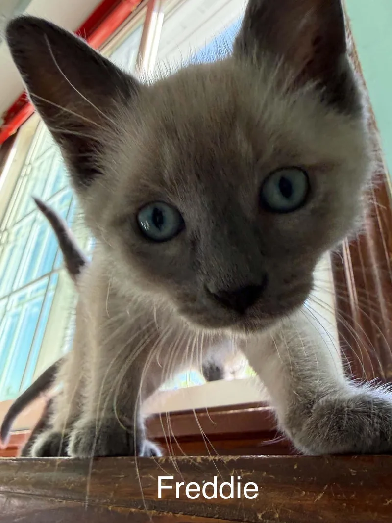 A baby medium-sized male Buff / Tan / Fawn Domestic Short Hair cat named Freddie for adoption in West Des Moines, IA