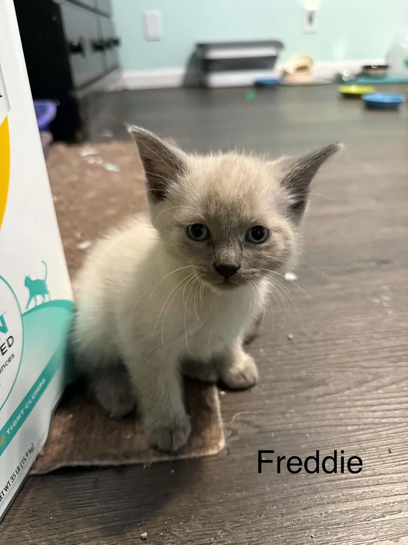 Freddie thumbnail 2