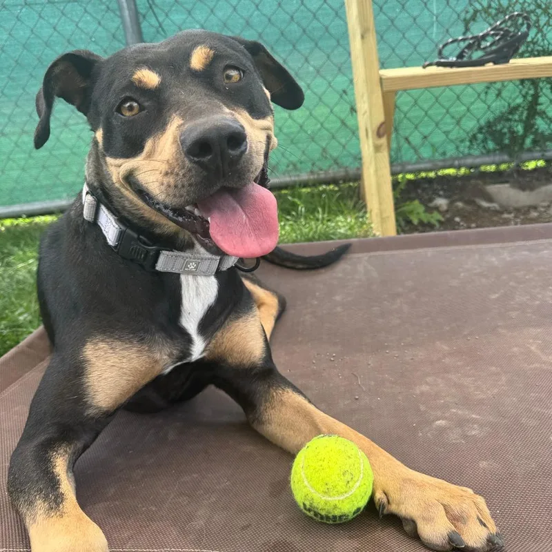 An adult medium-sized female Black Rottweiler dog named Esmeralda for adoption in Harrisonburg, VA