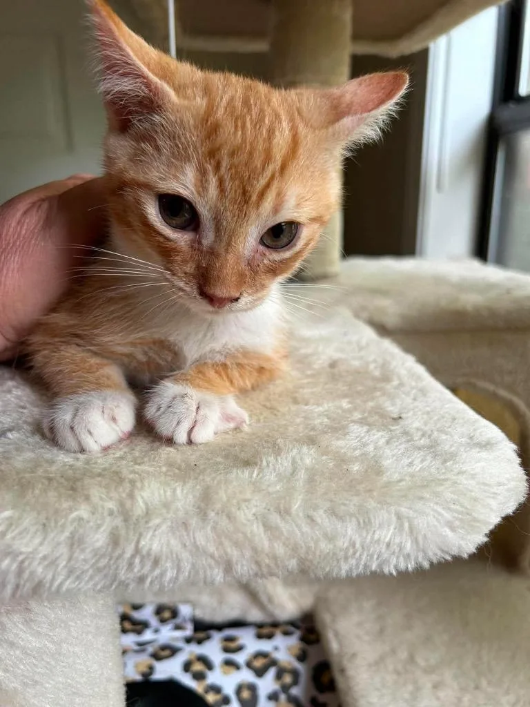 A baby large-sized male Domestic Short Hair cat named Lewis for adoption in warrenville, SC