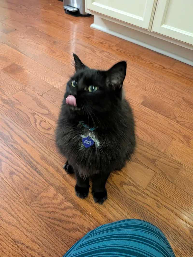 An adult medium-sized female Black Domestic Long Hair cat named Maxine for adoption in King George, VA