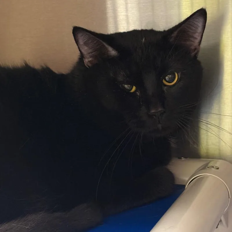 An adult large-sized male Black Domestic Short Hair cat named Soot for adoption in Springfield, IL