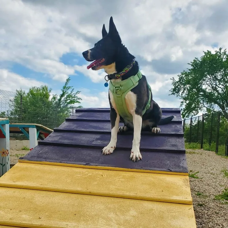 An adult medium-sized female Black Border Collie dog named Sol for adoption in Hutchinson, MN