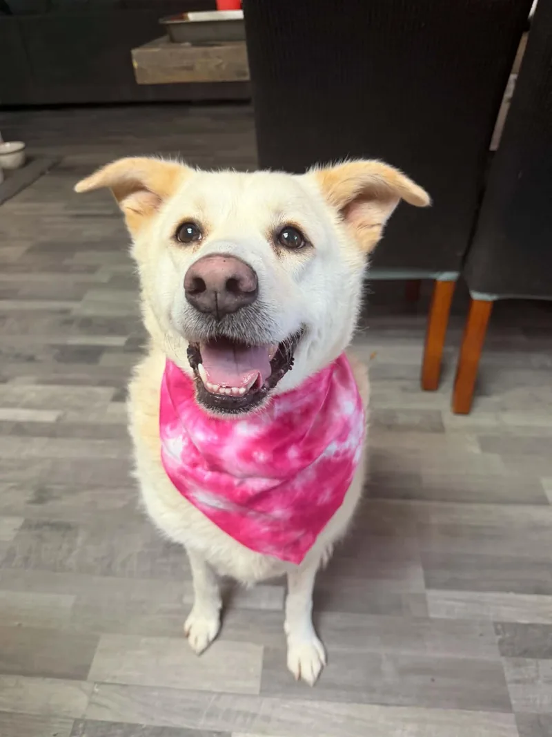 An adult large-sized female Great Pyrenees dog named Halo for adoption in Houston, TX
