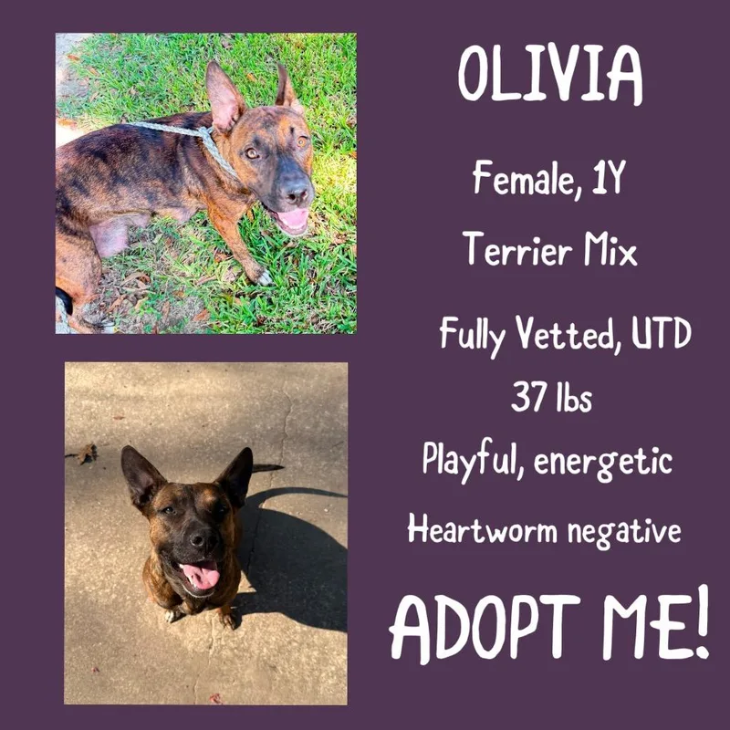 An adult medium-sized female Brindle Pit Bull Terrier dog named Olivia for adoption in Irvington, AL