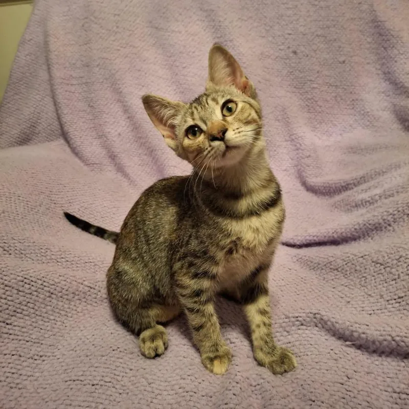 A baby small-sized female Brown / Chocolate Domestic Short Hair cat named Jazz for adoption in Rocky Mount, VA