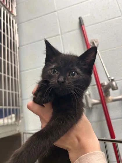 A baby small-sized male Domestic Short Hair cat named Marble for adoption in Munster, IN