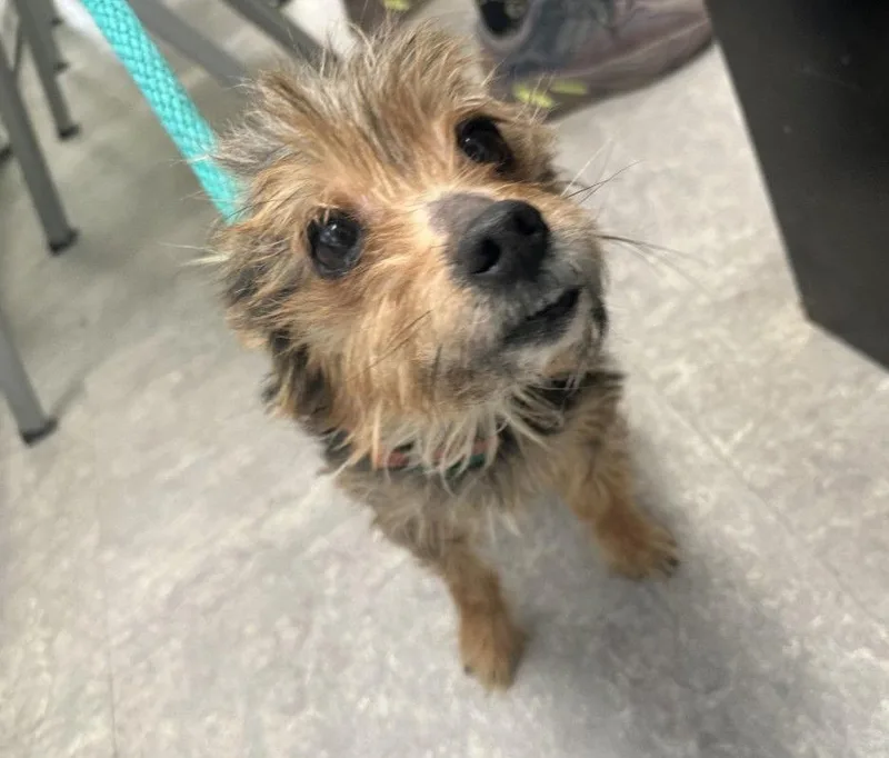 Peppermint thumbnail 2