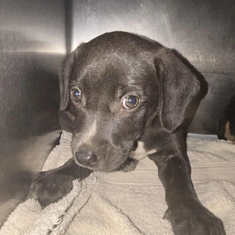 A baby small-sized male Black Mixed Breed dog named GMail for adoption in Charleston, WV