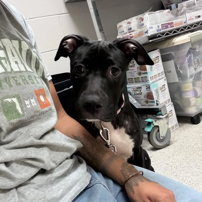 A young medium-sized female Black Mixed Breed dog named Dee for adoption in Jacksonville, FL