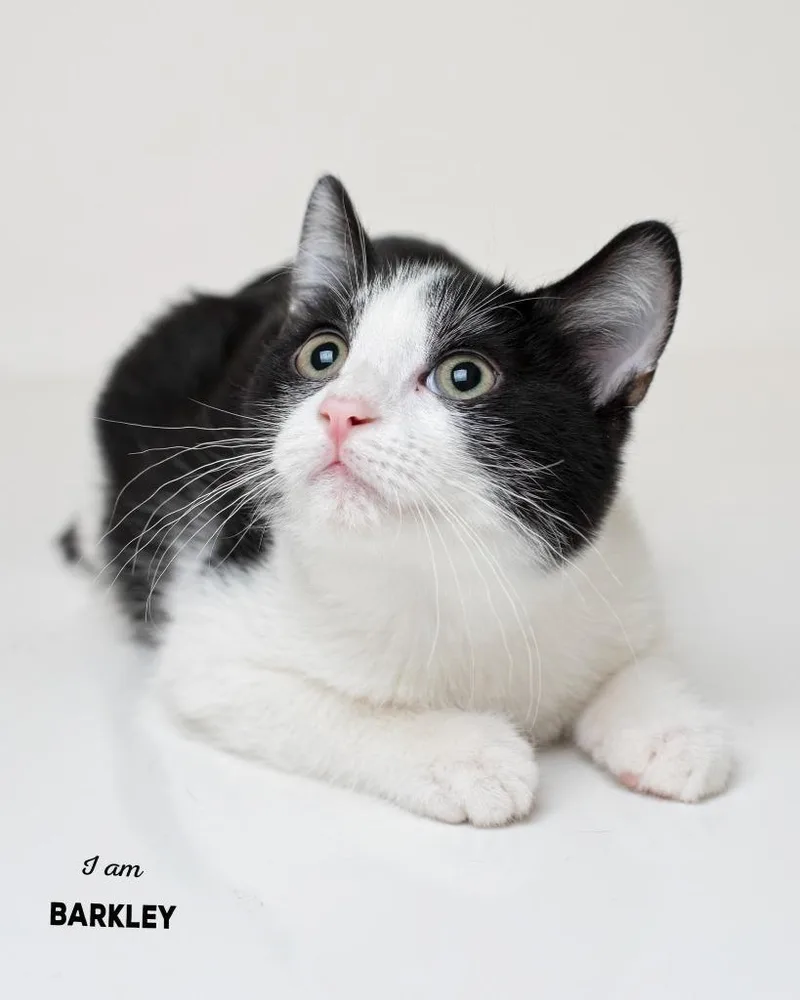 A baby small-sized male Domestic Short Hair cat named Barkley for adoption in Boone, IA