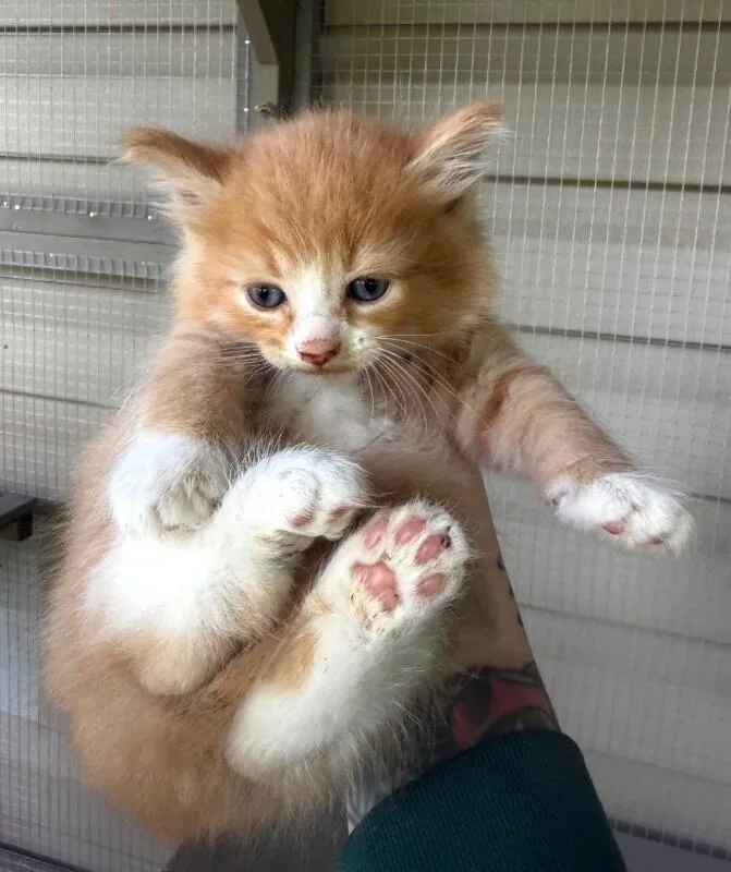 A young medium-sized male Tabby (Orange / Red) Domestic Medium Hair cat named Org Male for adoption in Burgaw, NC