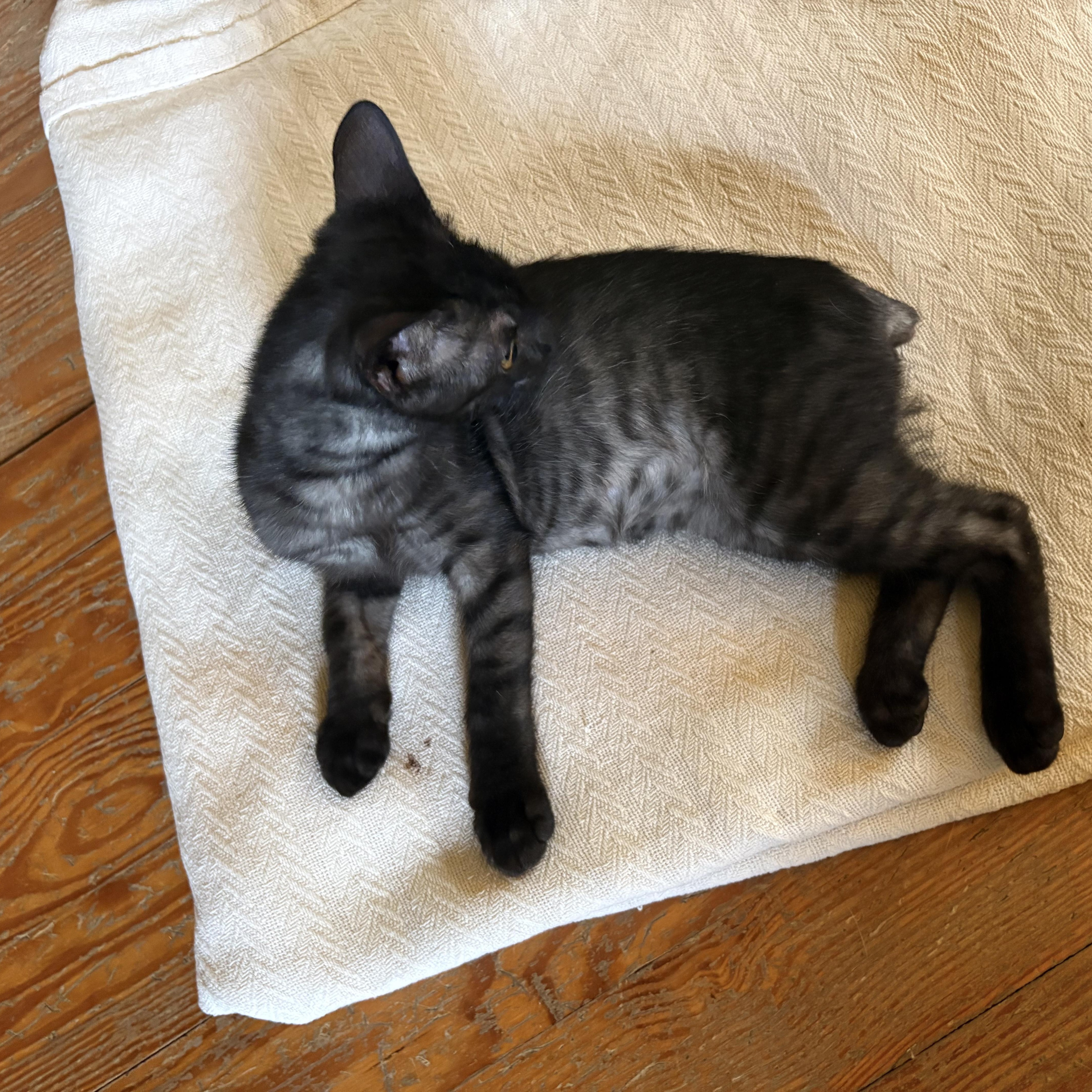 A young medium-sized male Black Domestic Short Hair cat named Spike for adoption in Providence Forge, VA