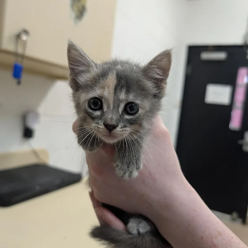 A baby small-sized female Gray / Blue / Silver Domestic Short Hair cat named Cleo for adoption in Ardmore, OK