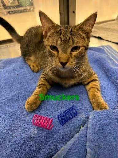 A baby medium-sized male Domestic Short Hair cat named Smuckers for adoption in Metairie, LA
