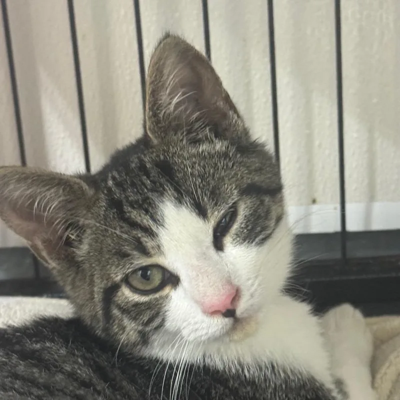 A baby small-sized male Gray / Blue / Silver Domestic Short Hair cat named Foo Yung for adoption in Ridgely, MD