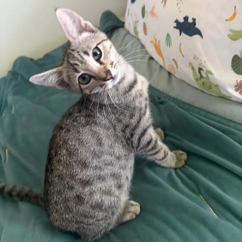A baby medium-sized female Tabby (Gray / Blue / Silver) Domestic Short Hair cat named Lugnut for adoption in Beulaville, NC