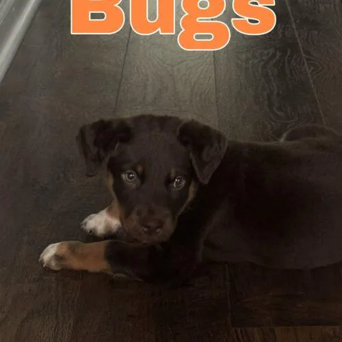 Bugs