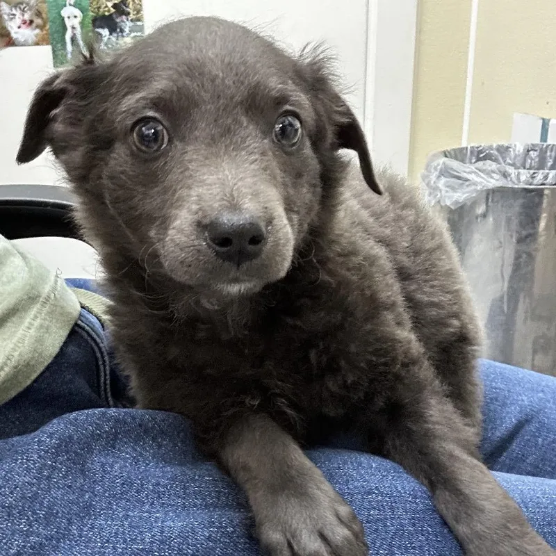 A baby small-sized female Black Chihuahua dog named Canela for adoption in Point Richmond, CA