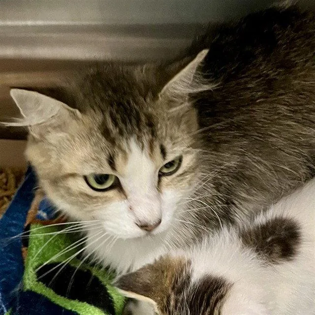 An adult medium-sized female Brown / Chocolate Domestic Medium Hair cat named Starfish for adoption in Tavares, FL