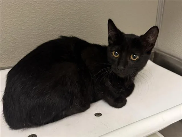 A baby small-sized female Domestic Short Hair cat named Corn Bread for adoption in Tracy, CA