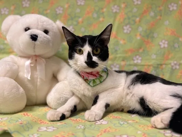 A young small-sized female Domestic Short Hair cat named Opera for adoption in Fairfield, CA