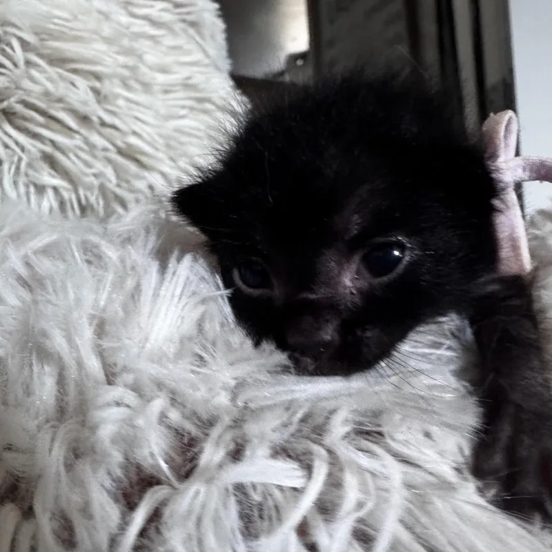 A baby small-sized male Black Domestic Short Hair cat named Nucadamia for adoption in Westminster, CA