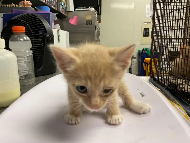 A baby small-sized male Domestic Short Hair cat named Ghost for adoption in Ontario, CA