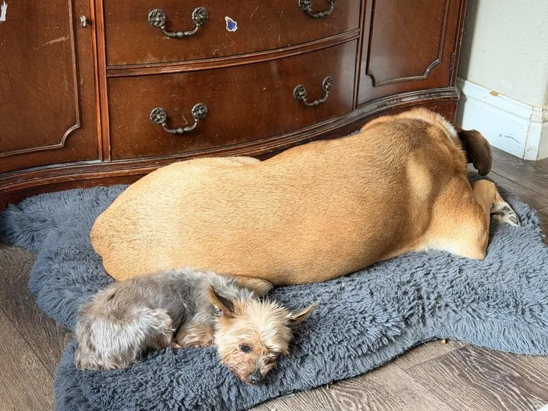 Dolly Parton thumbnail 2