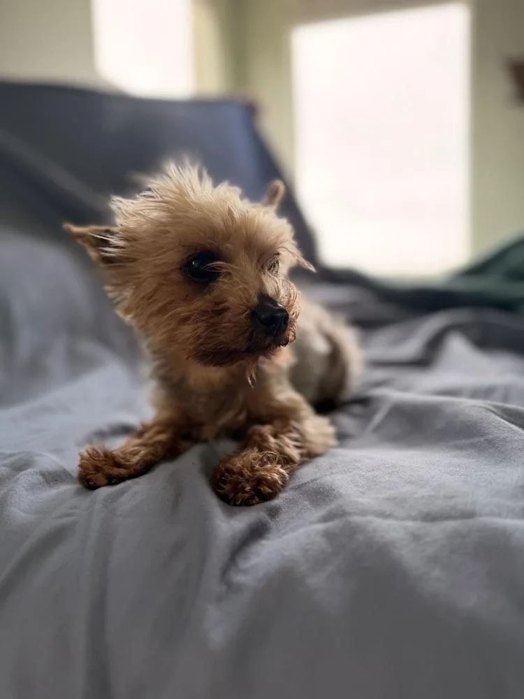 Dolly Parton thumbnail 3