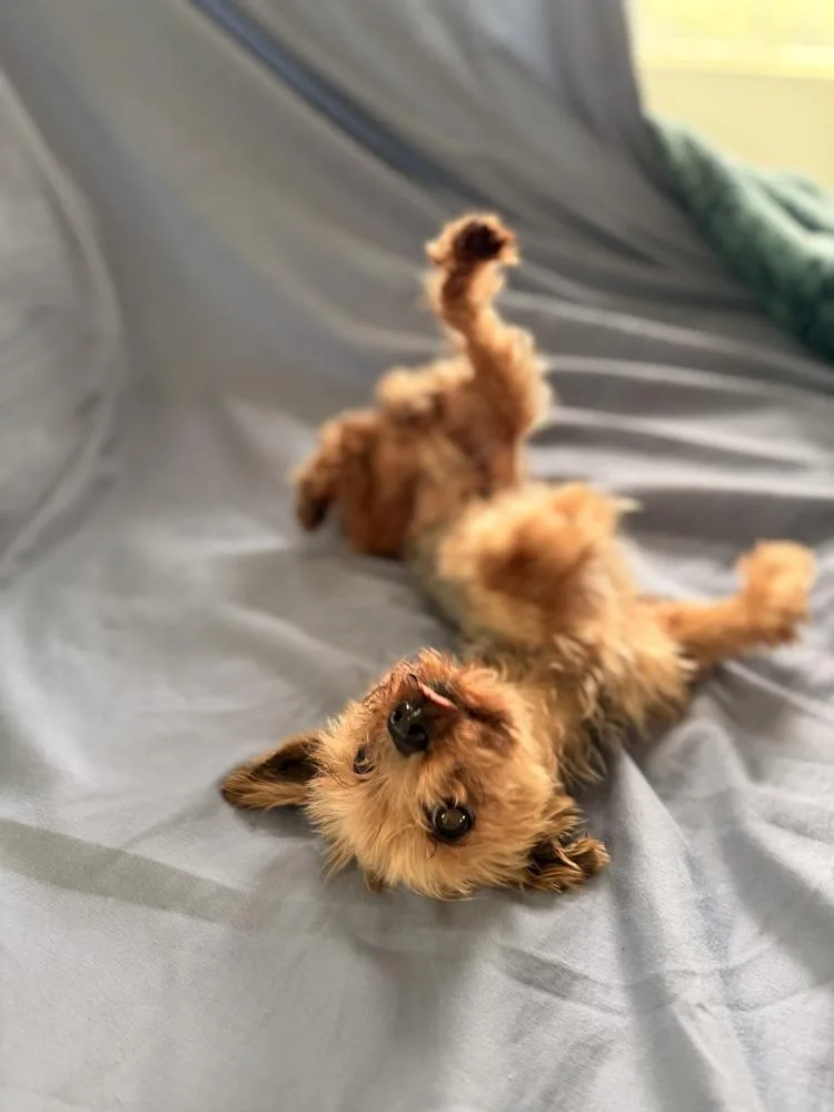 Dolly Parton thumbnail 4