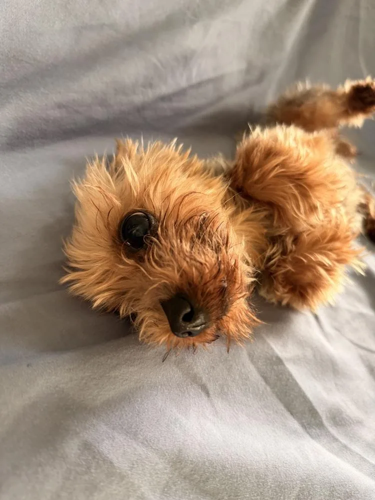 Dolly Parton thumbnail 5