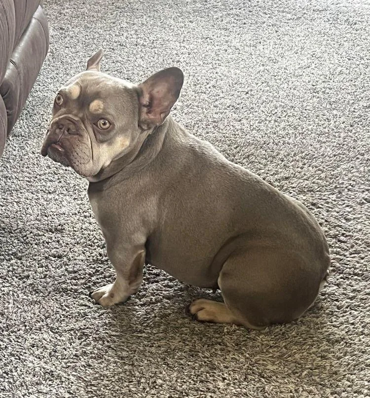 An adult small-sized female French Bulldog dog named Georgia for adoption in Barrington, IL