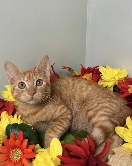 A young medium-sized male Domestic Short Hair cat named Eye Of the Tiger for adoption in Picayune, MS
