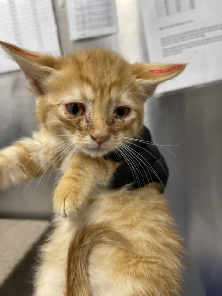 A baby small-sized female Domestic Short Hair cat named Mooka for adoption in Hagerstown, MD