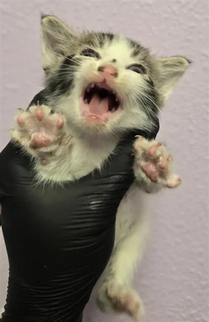 A baby small-sized male Domestic Short Hair cat named 61606745 for adoption in El Paso, TX