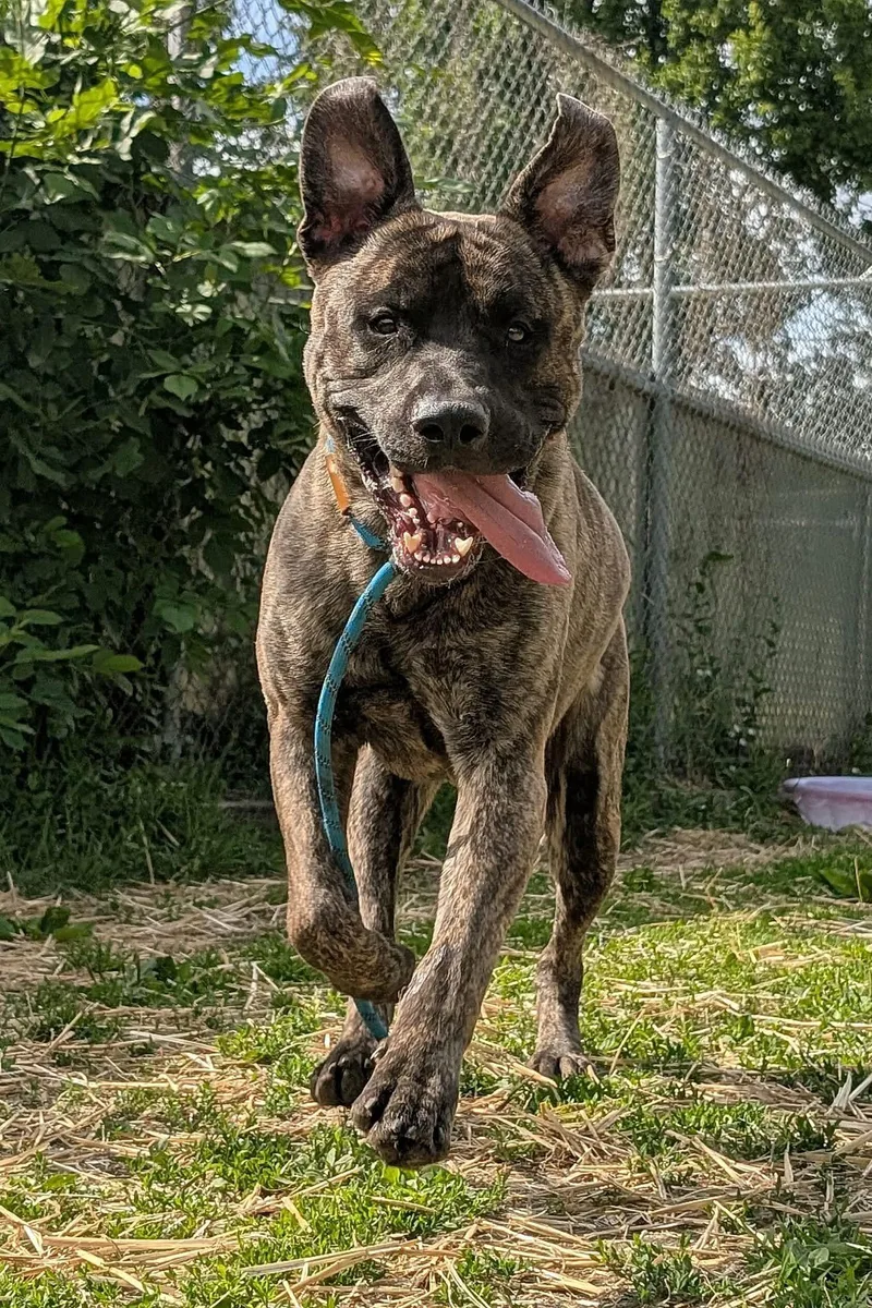 An adult medium-sized male Brindle Labrador Retriever dog named Pink Panther for adoption in Chicago, IL