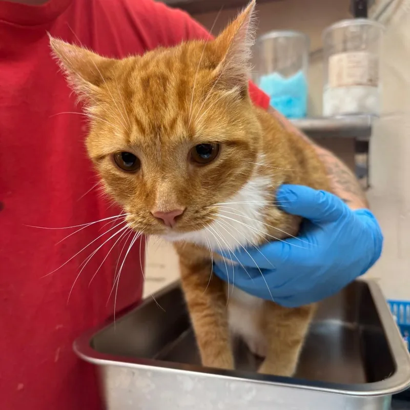 An adult medium-sized male Orange / Red Domestic Short Hair cat named Jones for adoption in Birmingham, AL