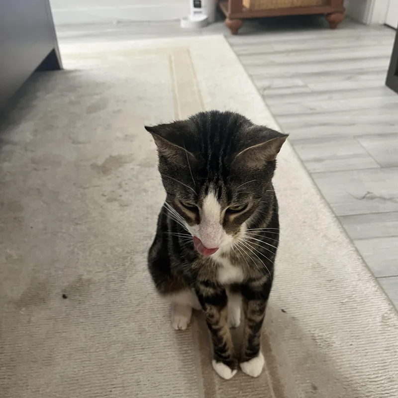 Meatloaf thumbnail 2