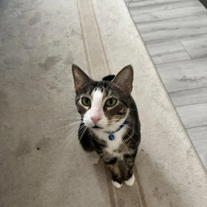 Meatloaf thumbnail 3