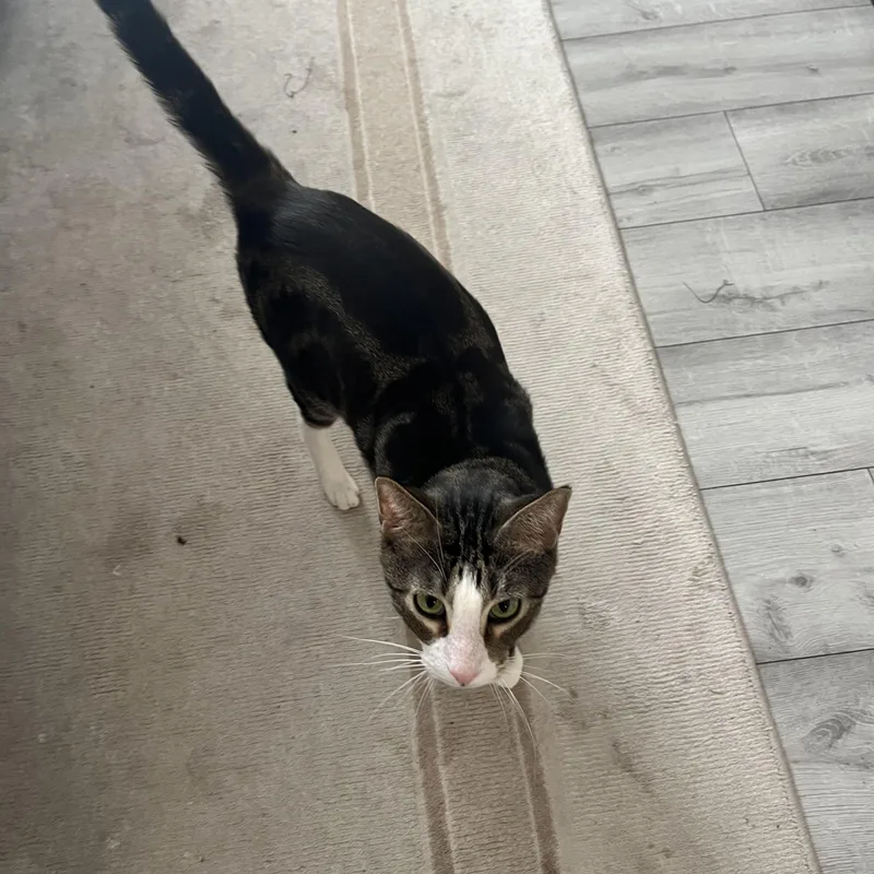 Meatloaf thumbnail 4