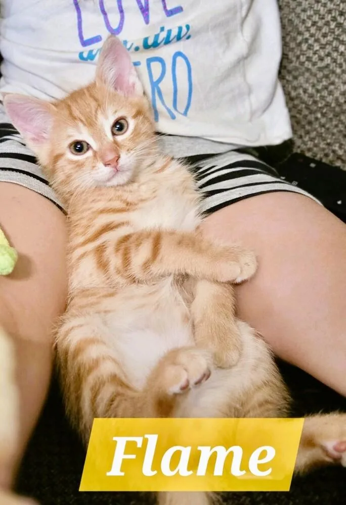 A baby small-sized male Tabby (Orange / Red) Domestic Short Hair cat named Flame for adoption in Mooresville, NC