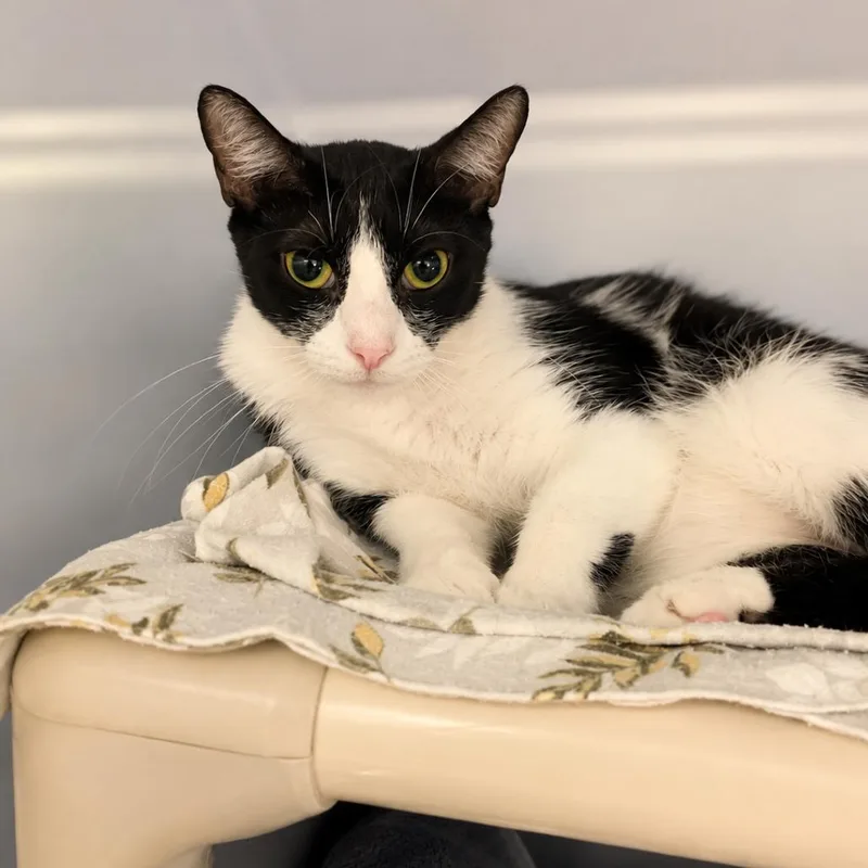 An adult small-sized female Black Domestic Short Hair cat named Julietta for adoption in Hopkinton, MA