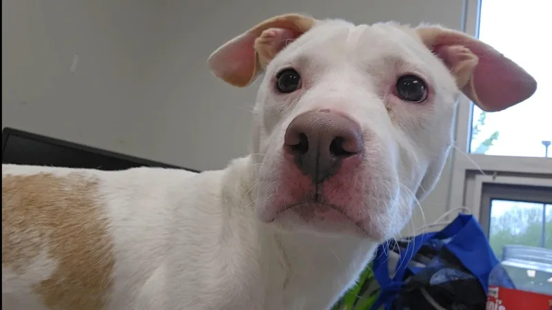 A young medium-sized male White / Cream Pit Bull Terrier dog named Pippin for adoption in Benton Harbor, MI