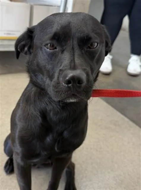 A young small-sized male Pug dog named Knox for adoption in San Bernardino, CA