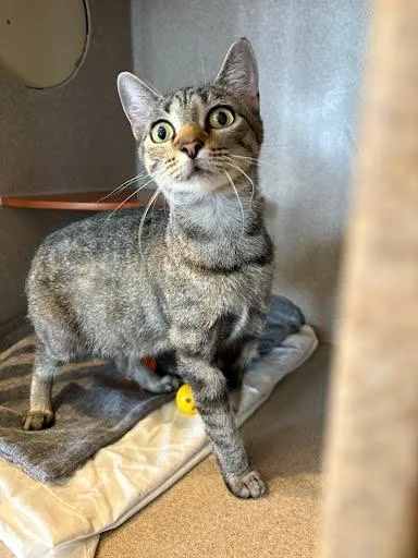 An adult medium-sized female Domestic Short Hair cat named Phoebe for adoption in Washington, DC