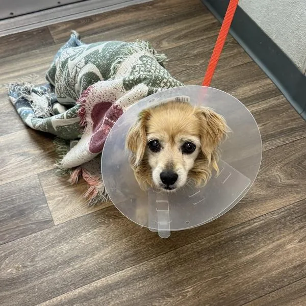 A senior small-sized female Spaniel dog named Bella for adoption in San Diego, CA