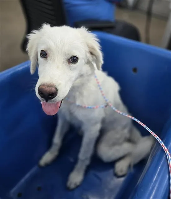 A young large-sized male Mixed Breed dog named Taylon for adoption in Dallas, TX