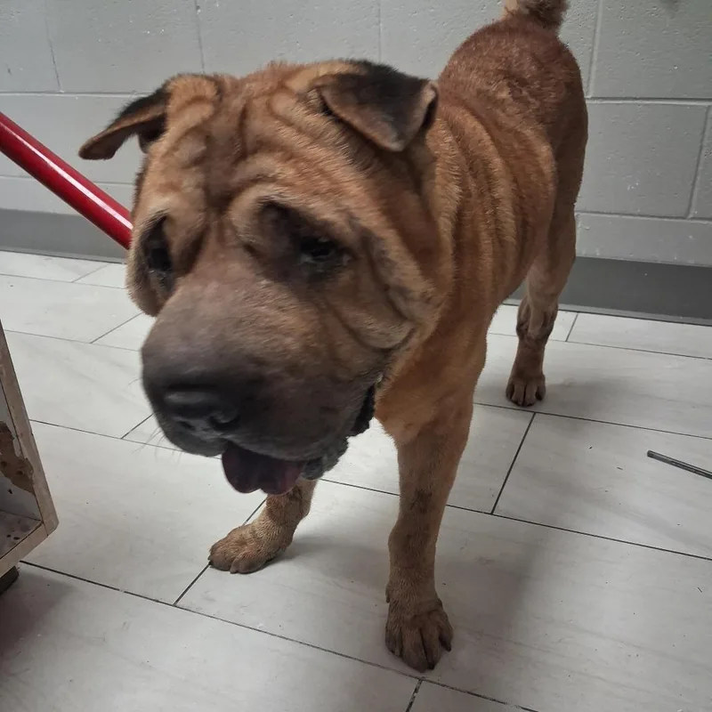 A senior large-sized male Red / Chestnut / Orange Shar-Pei dog named Butch for adoption in Lufkin, TX